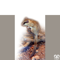 گونه سنجابک درختی Forest Dormouse 